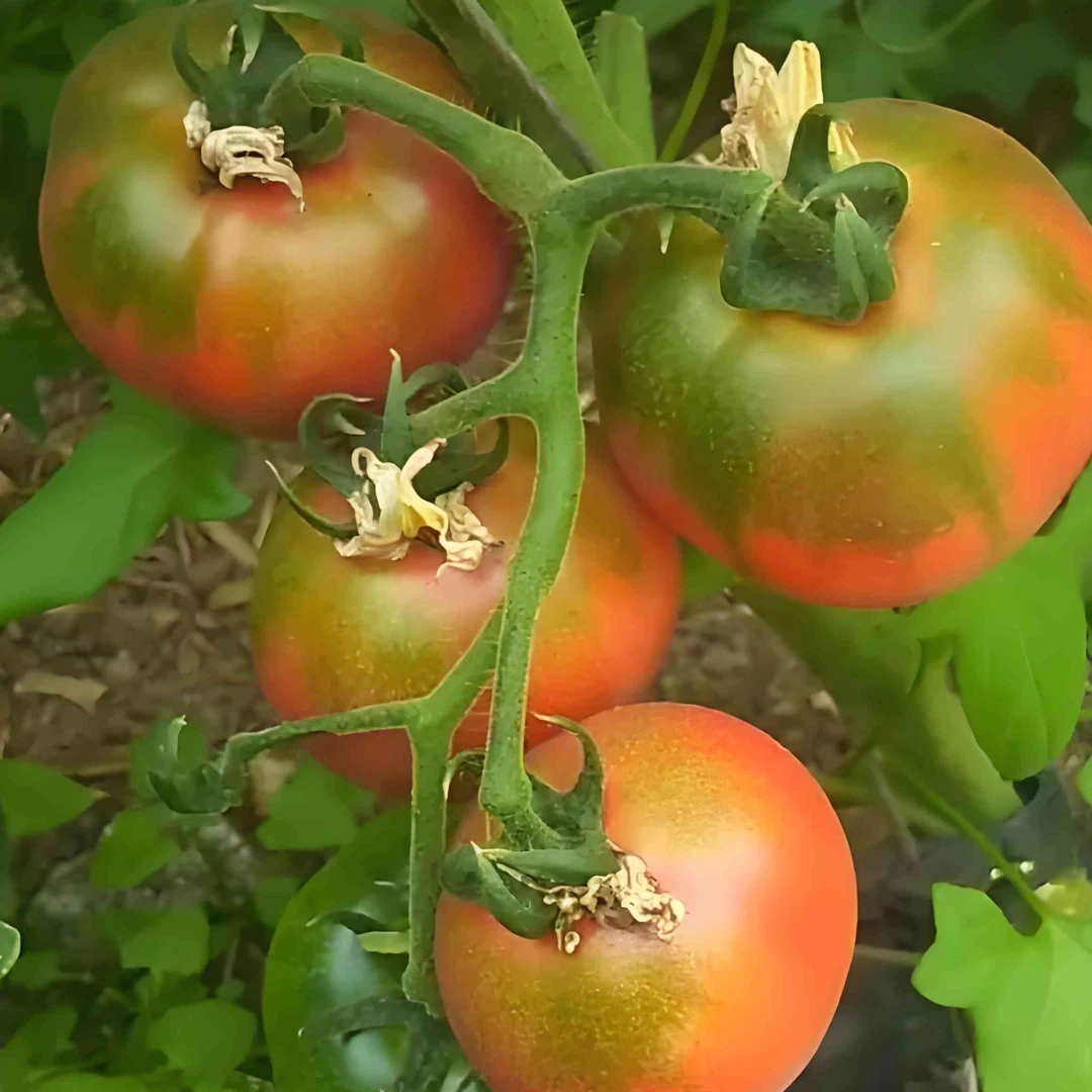 顺丰包邮 东北特产 新鲜有机西红柿小园现摘现发