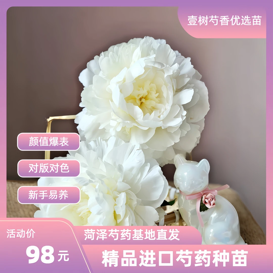 【进口芍药巴林顿月亮】种苗源头直发保对版盆栽庭院阳台办公室易活