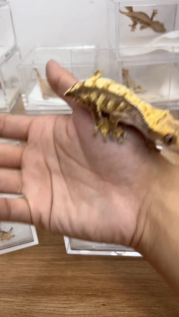 睫角守宫断尾睫角守宫公