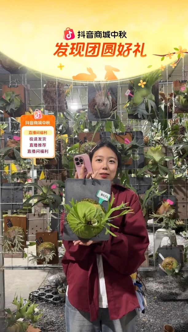 不开花植物B028-珊瑚亚猴