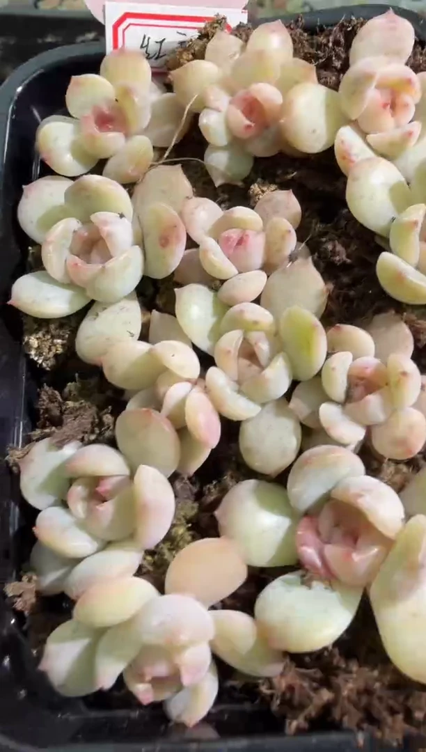 红恋 切糕1盒 量拍多肉植物