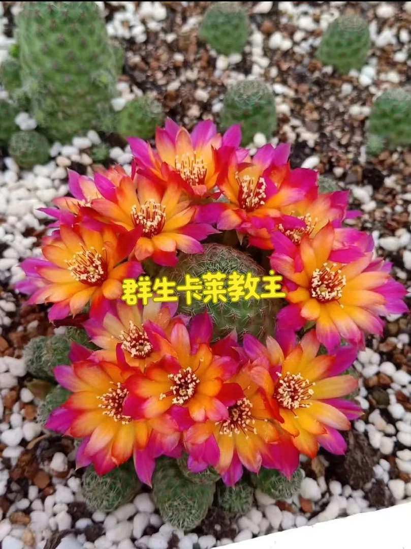 卡莱主教 仙人球植物漳州基地直发货 新手好养 室内外