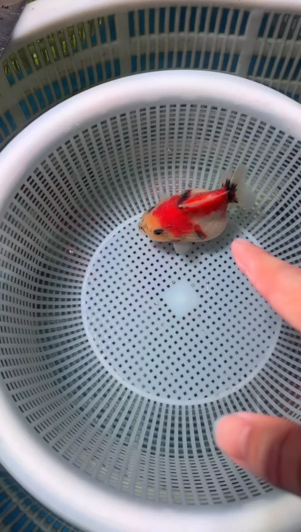 狮头鱼短尾将军狮，两条包邮，一条加拍包装费，未拍到付