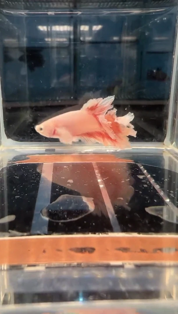 斗鱼斗鱼绣球大耳朵