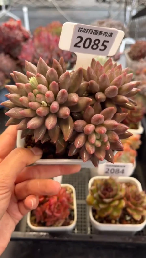 2085（满30包邮，天冷必拍保温箱）