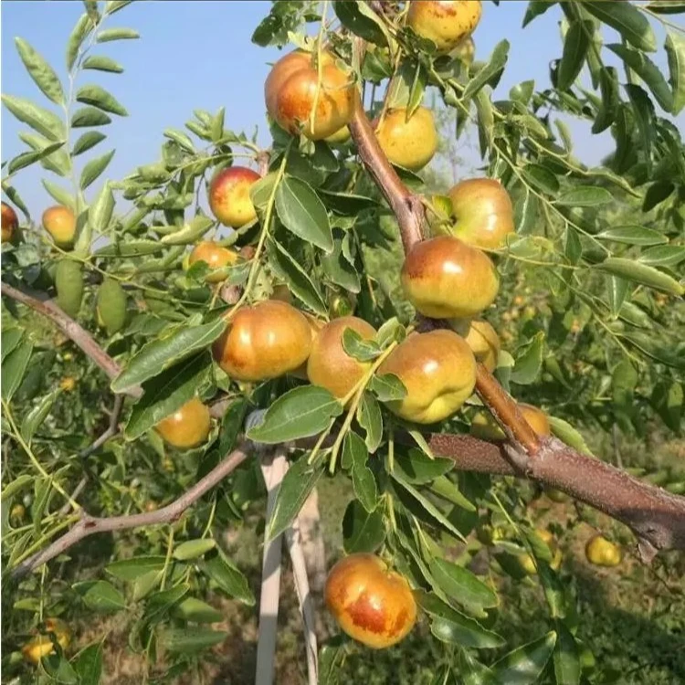 超甜沾化冬枣树苗正宗脆枣矮化盆地栽耐寒耐旱南北方种植当年结果
