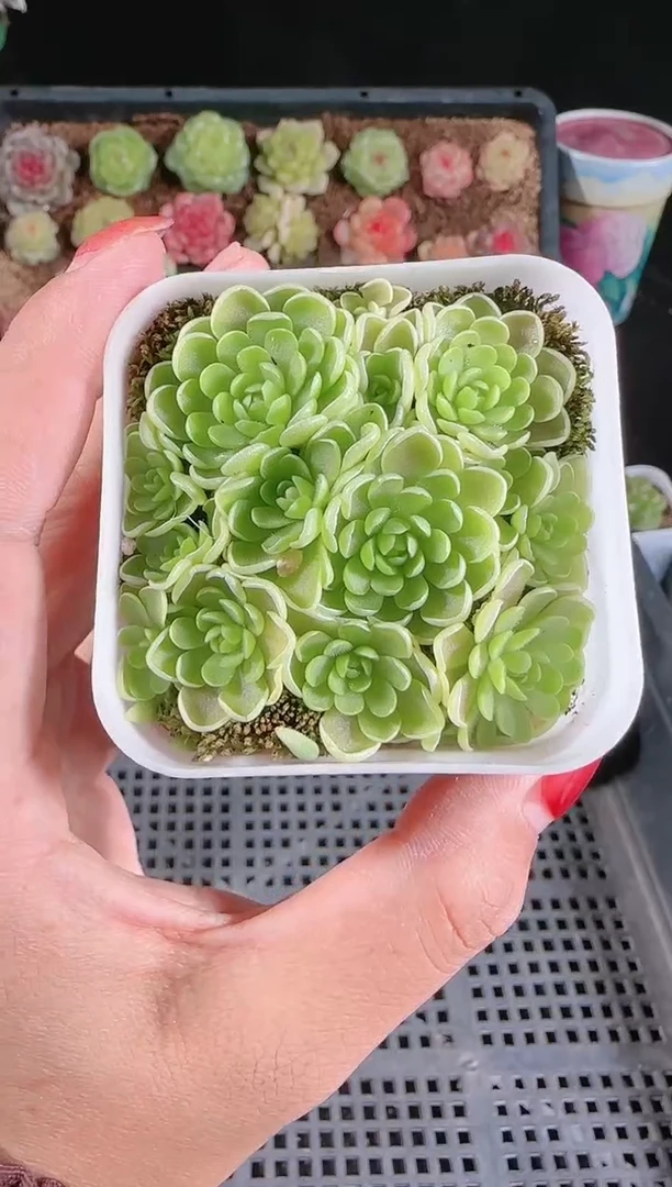 1201-492爱丽丝多肉群生不包整