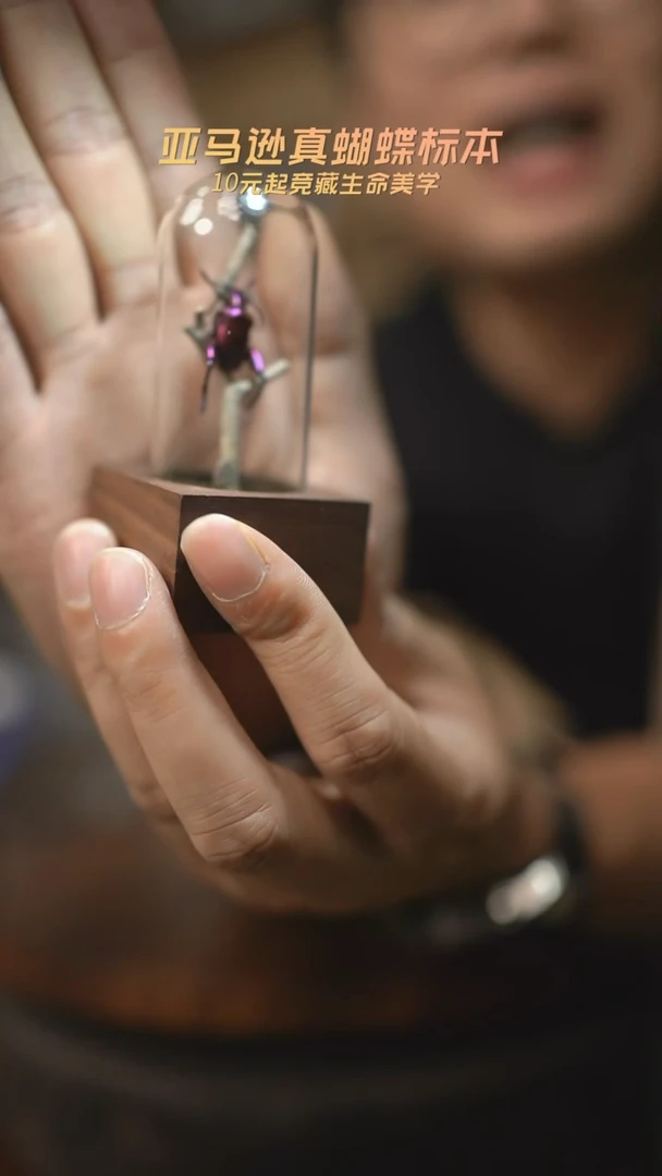 有机玻璃紫茎甲胡桃木试管款