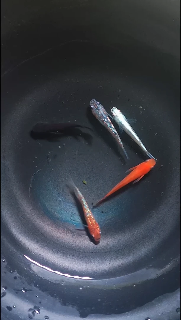 青鳉鱼观背青鳉004