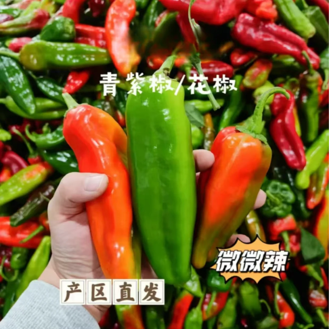 {和县彩花椒}农家种植青紫花椒彩虹椒新鲜现摘皮薄肉厚汁水多