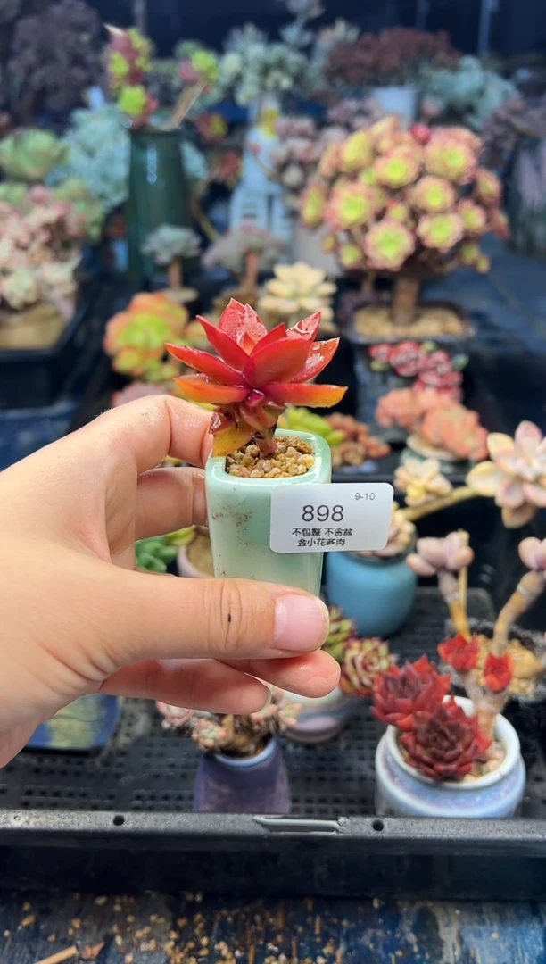 可**贝898           带盆