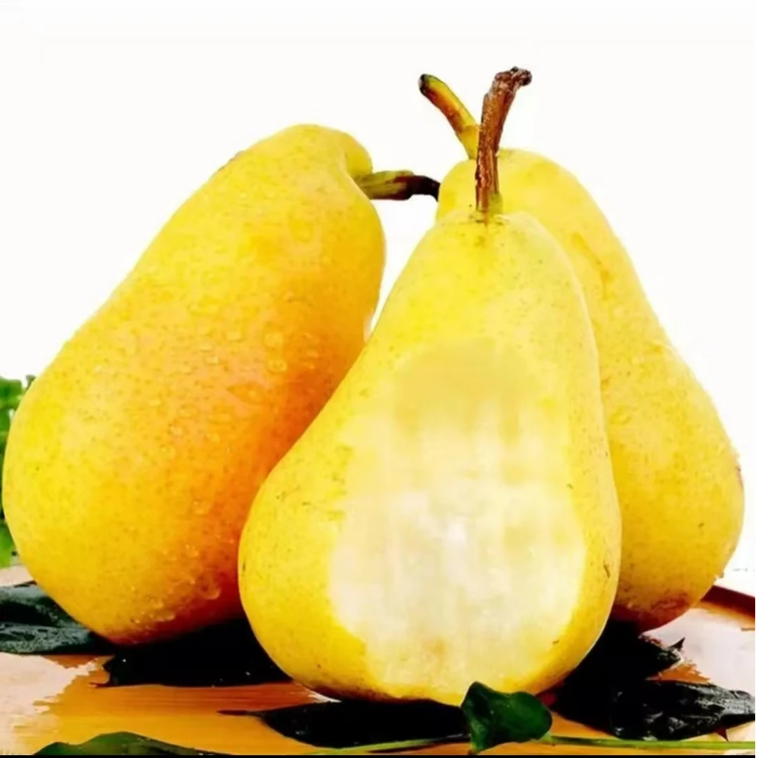 【陇小胖】甘肃天水香蕉梨软糯多汁香甜可口新鲜应季水果