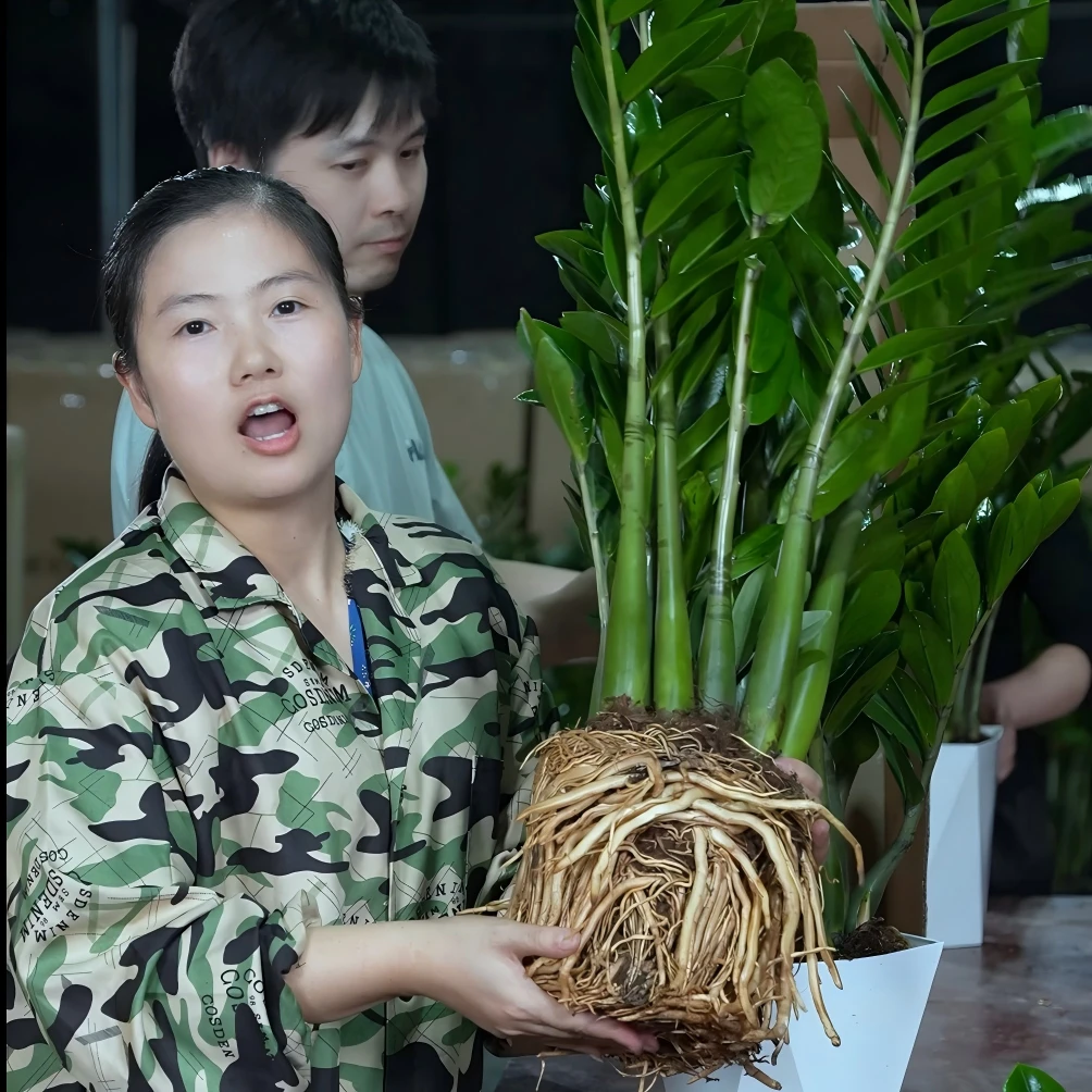 【基地直发】70-80cm金钱树盆栽客厅办公室净化空气四季常青绿植