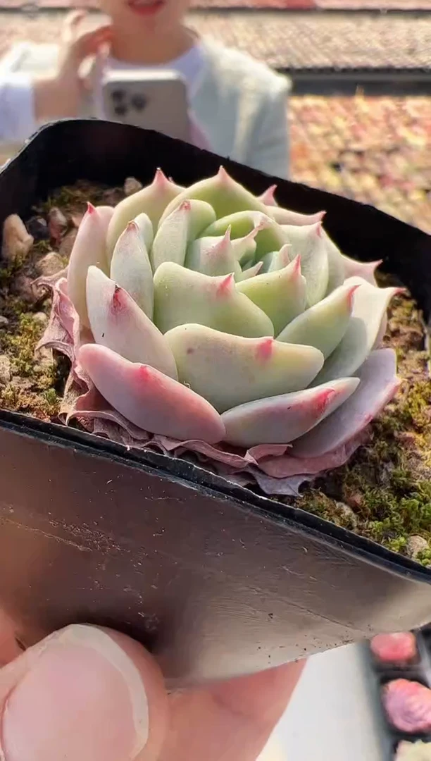 【闪购商品】新款多肉-56