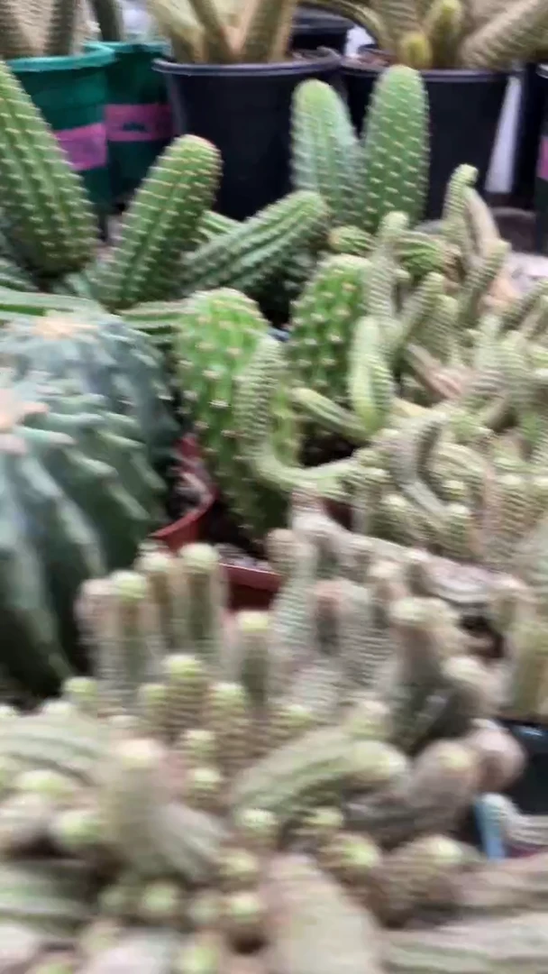 新品白檀 米开朗基罗