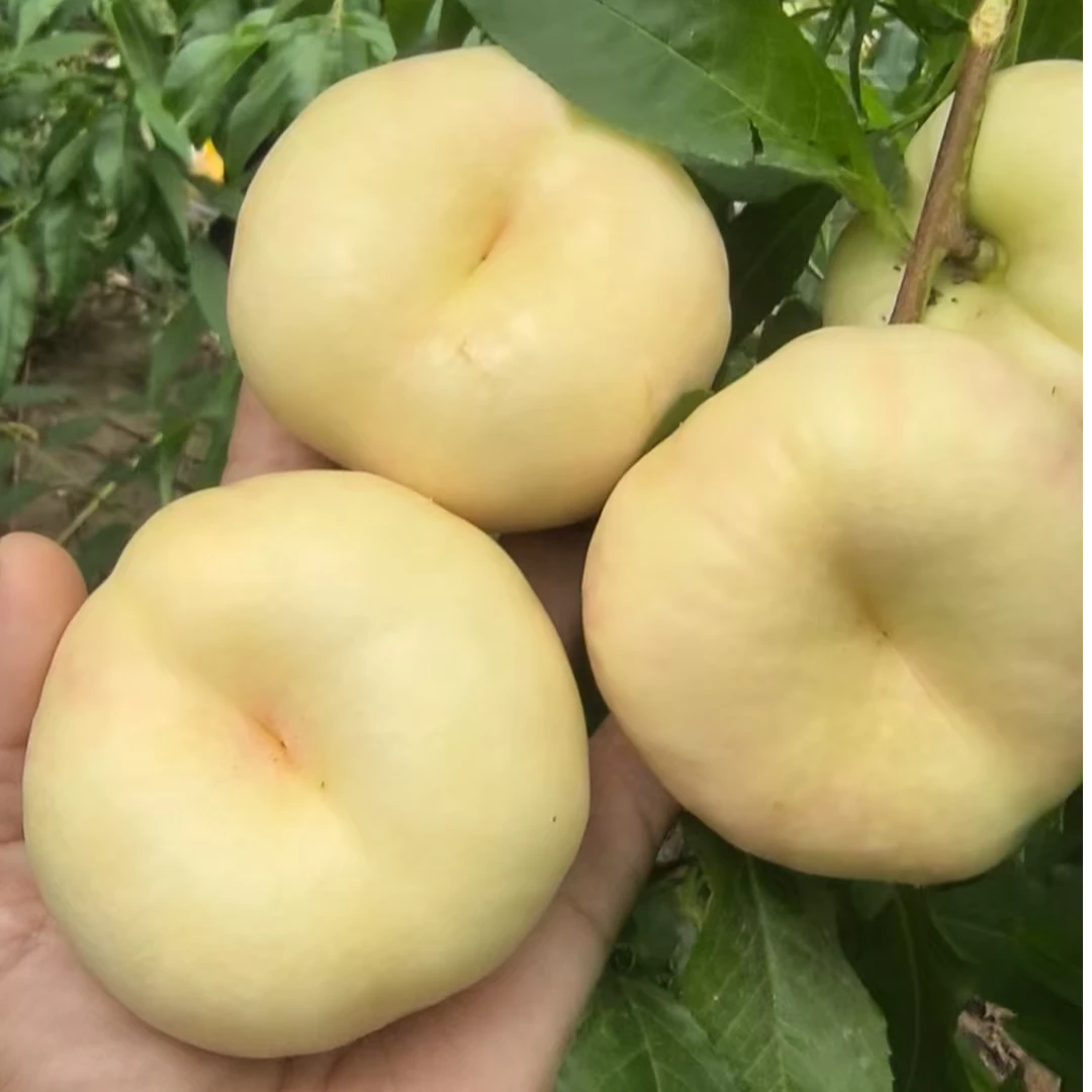中油蟠102早熟白肉油蟠桃 奶油蟠