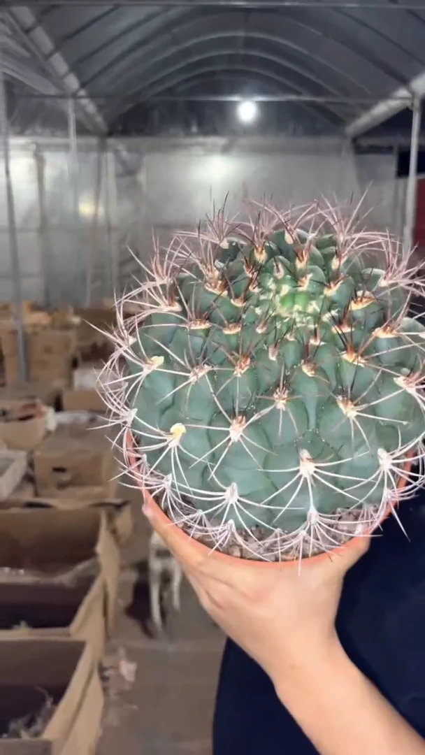 超大 新天地【实生根】17-20cm