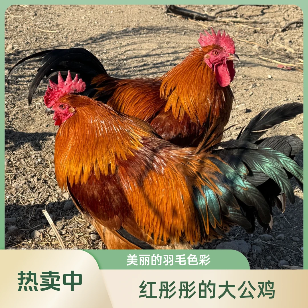 高山散养红瑶大公鸡二年跑山鸡(净重3斤)