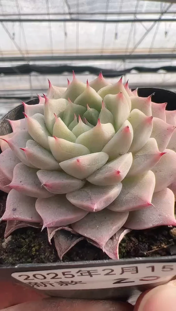 【闪购商品】新款多肉-235