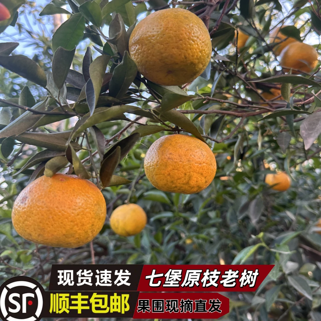 【七堡原枝冬后柑】2025七堡原枝老树冬后新会大红柑（直播间为准）