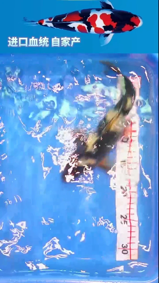 锦鲤福鲤源精选锦鲤-6