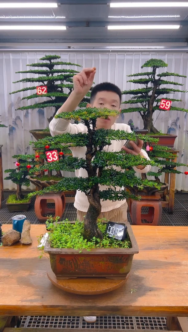 无花朵精品盆景直播间一物一拍