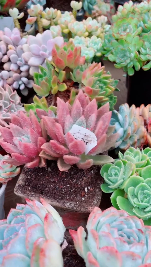 11125多肉植物一物一拍