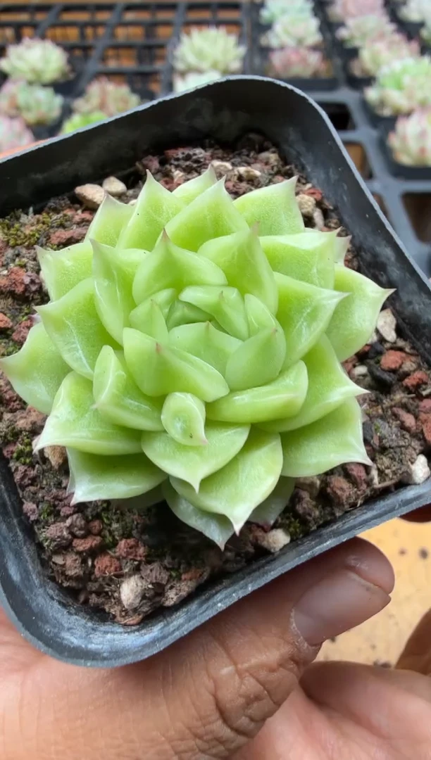 东云多肉园三号店-51