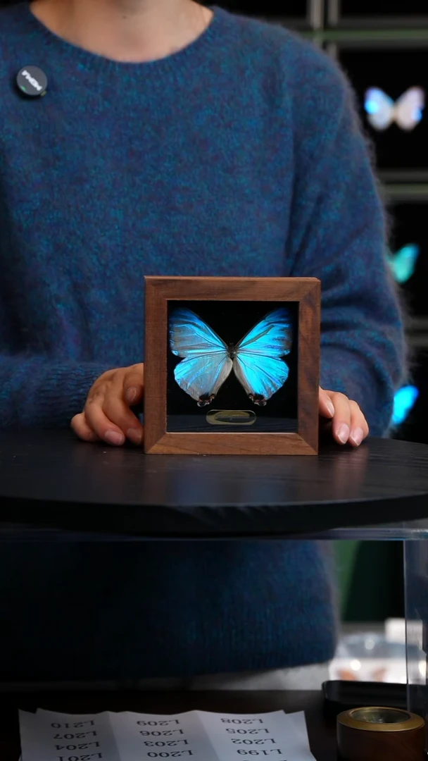 夜明珠闪蝶翻盖盒子款