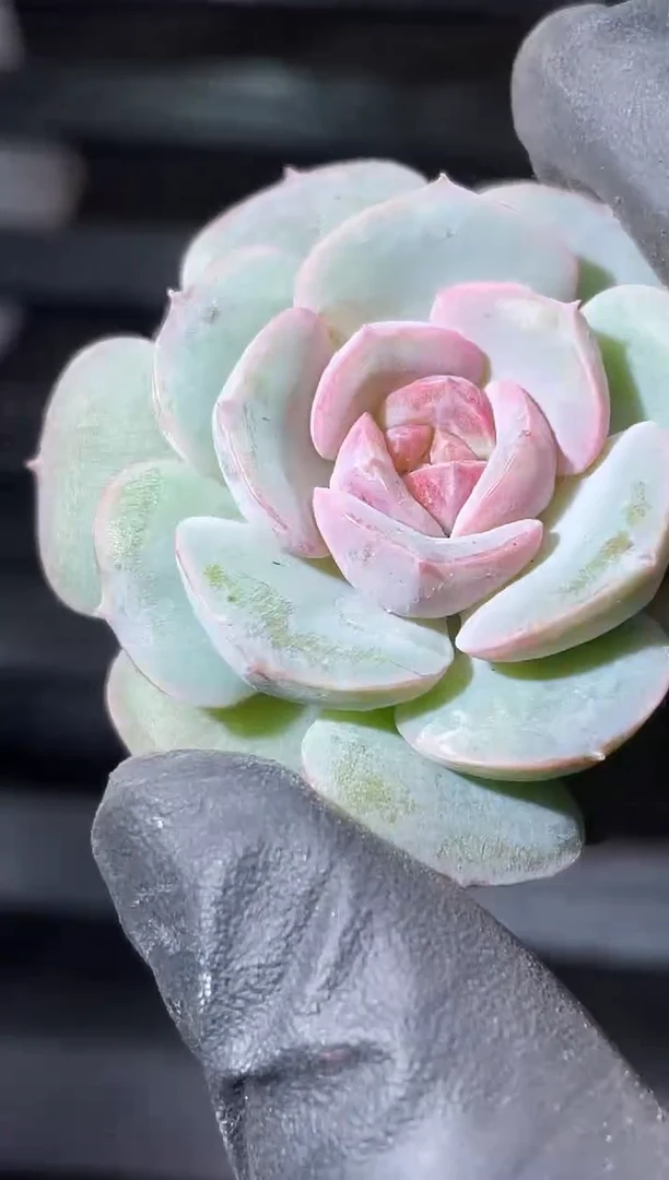 22-34 花朵新珍妮3-4厘米量拍发一颗