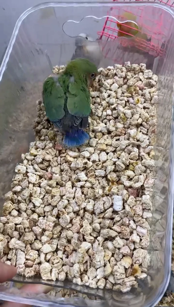 桃脸牡丹鹦鹉绿色骡子