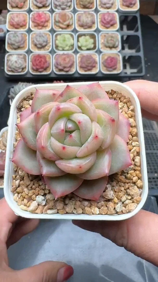 【闪购商品】948号珍妮多肉一物一拍3单包邮