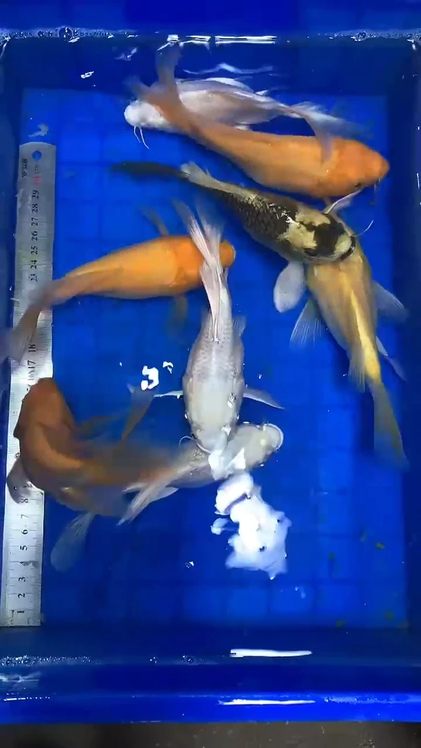 蝴蝶鲤蝴蝶鲤直播选鱼专用链接
