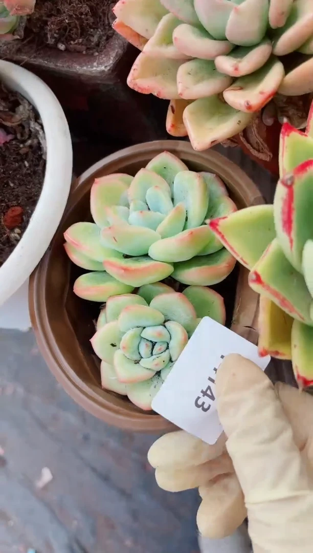 14143多肉植物一物一拍