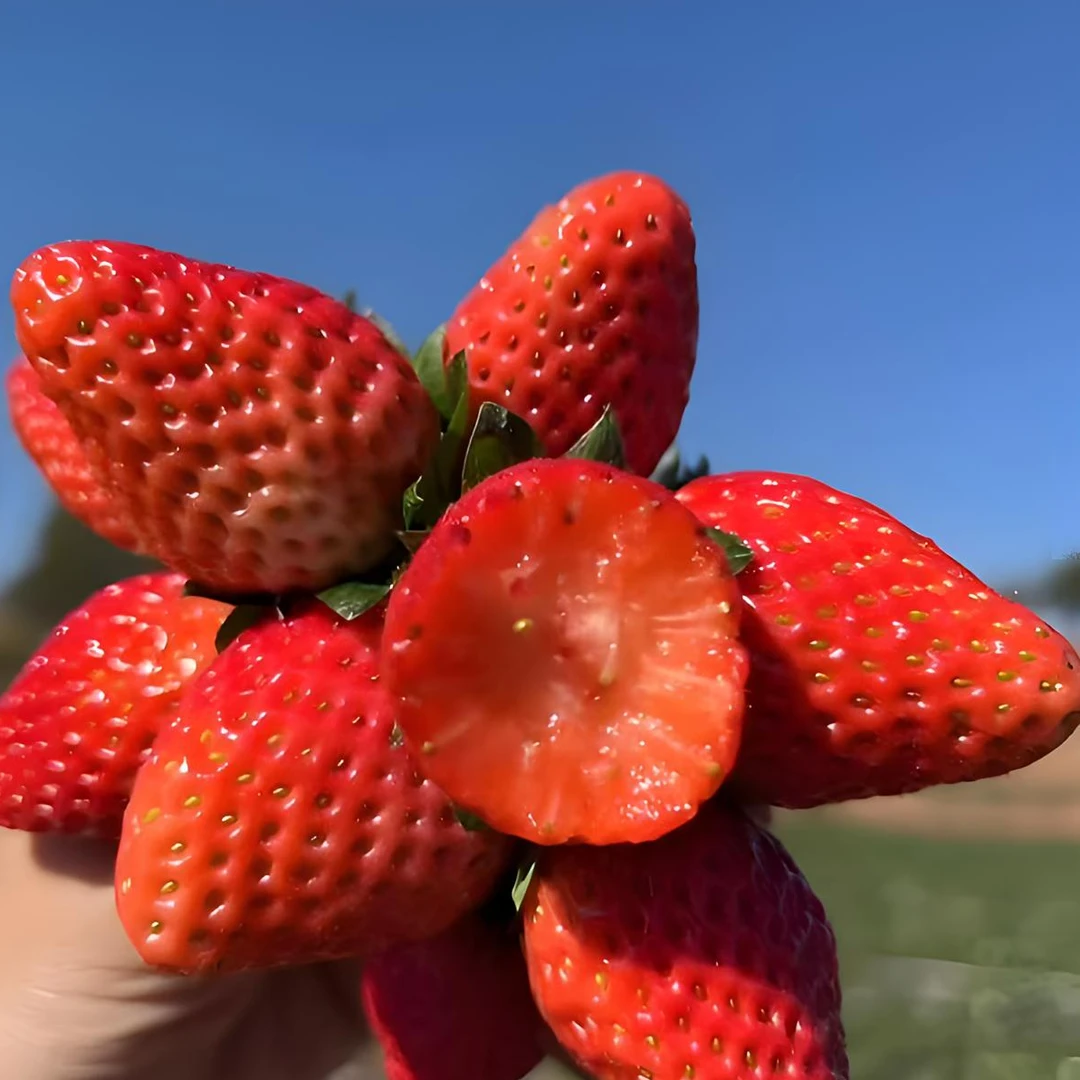 长丰红颜精品大放送顺丰包邮