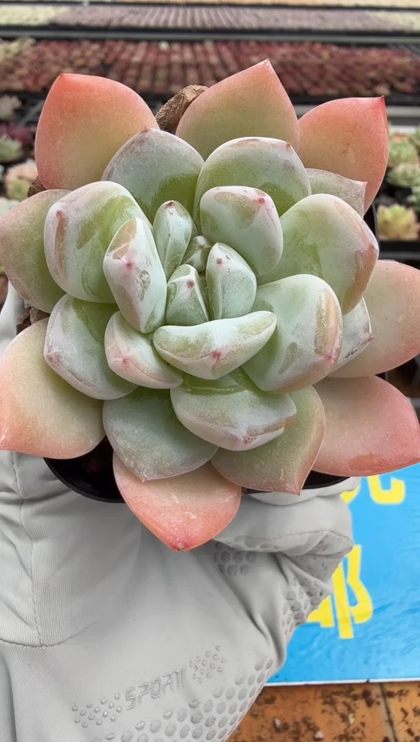 东云多肉园二店-261