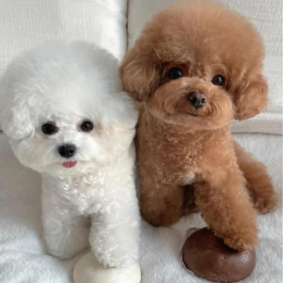 【直播间一物一拍】泰迪比熊泰迪熊马尔泰萌宠宠物狗狗查理王小猎犬