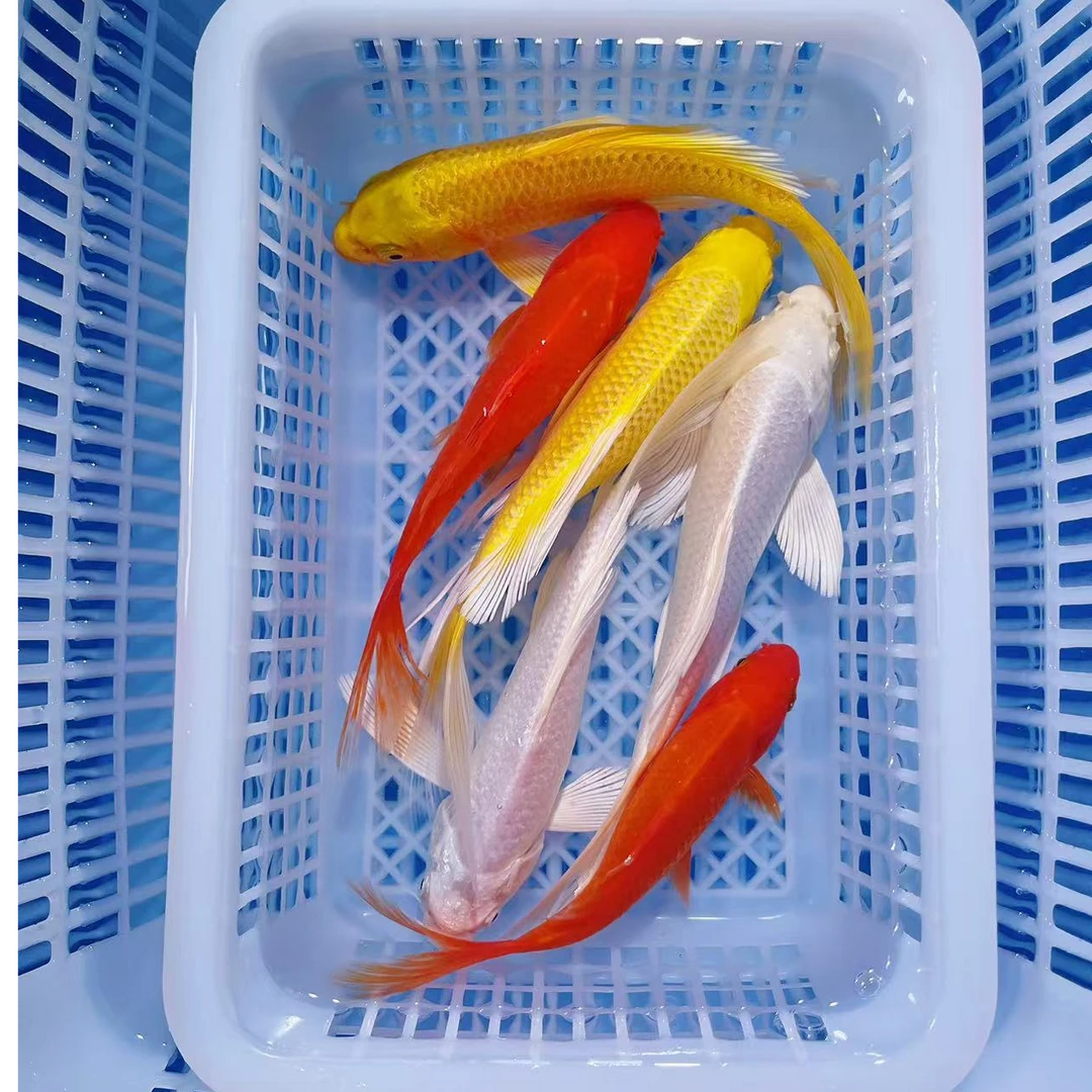 【6条】12-14公分2黄2红1白1黑冷水观赏鱼黄金锦鲤草金鱼