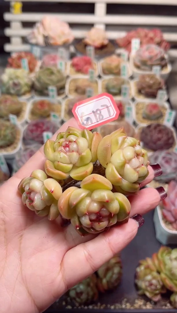 【闪购商品】一物一拍G187皮埃拉