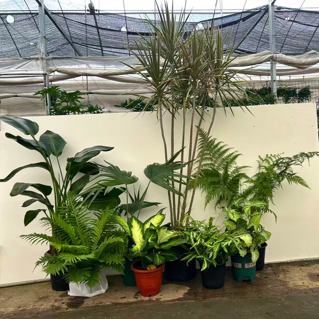 一物一拍室内花镜植物千年木天堂鸟富贵蕨玛丽安针毛蕨阿波蕨