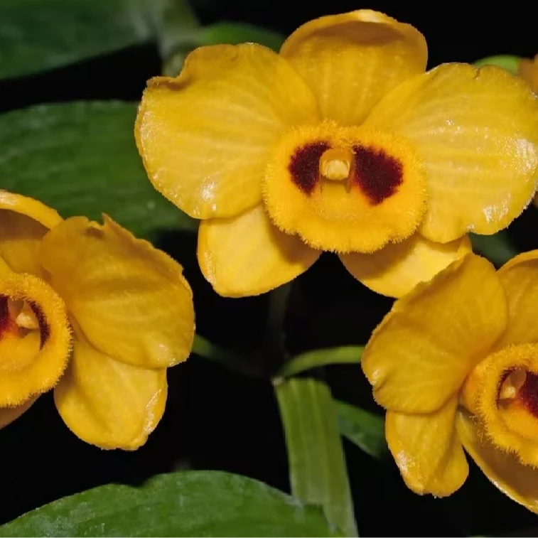 束花石斛（一年开两次花，花期长，花香）易养活