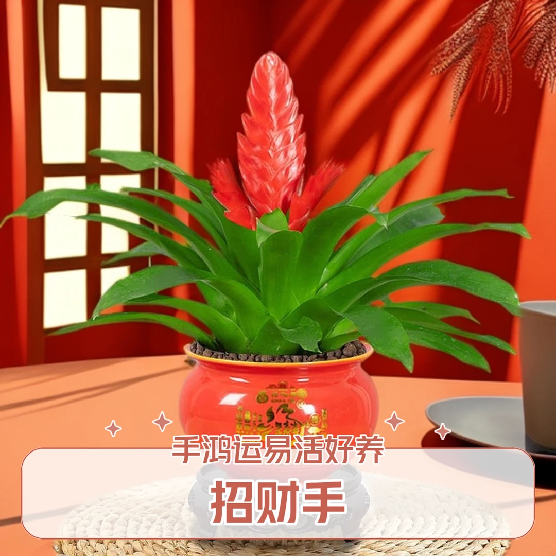 招财手鸿运当头盆栽植物花卉玉扇室内好养客厅四季开花大盆办公室