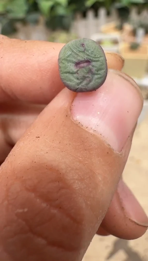 29-193多肉植物肉锥缺水福利