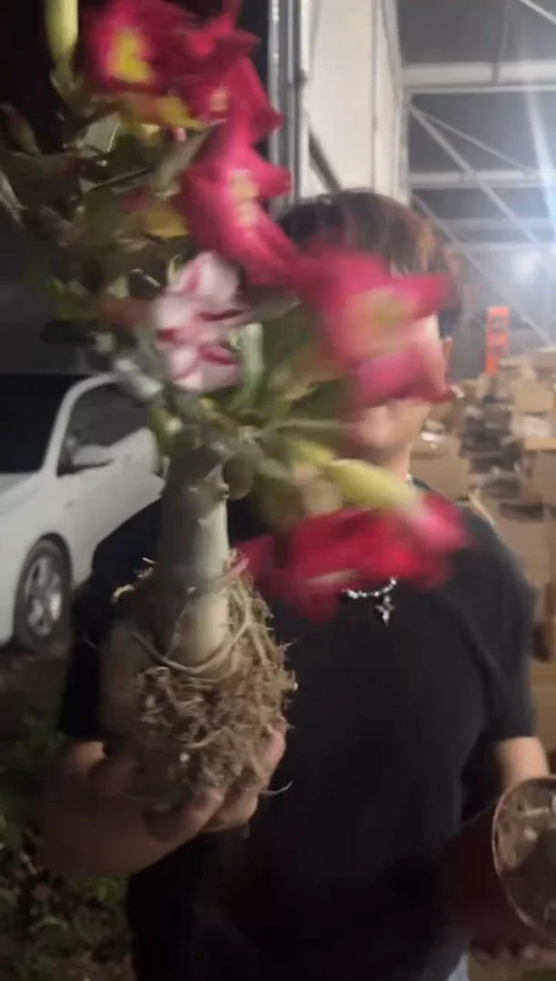 沙漠玫瑰 块根5-7cm 不指定带花苞