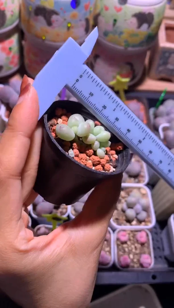 正版萤火虫绿体三头