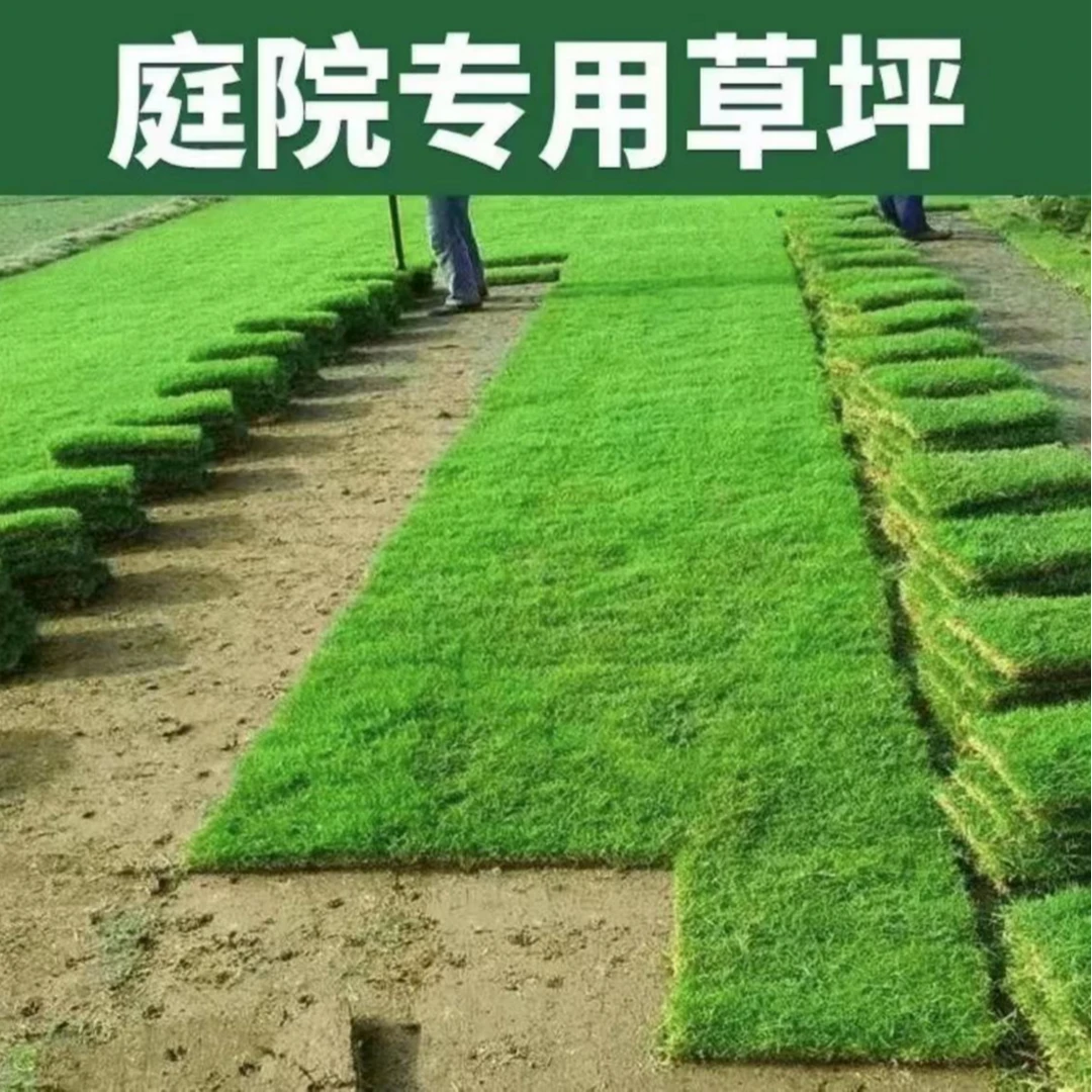 草皮草坪坪带泥土剪股颖花园绿化庭院四季青草皮马尼拉果岭草带土