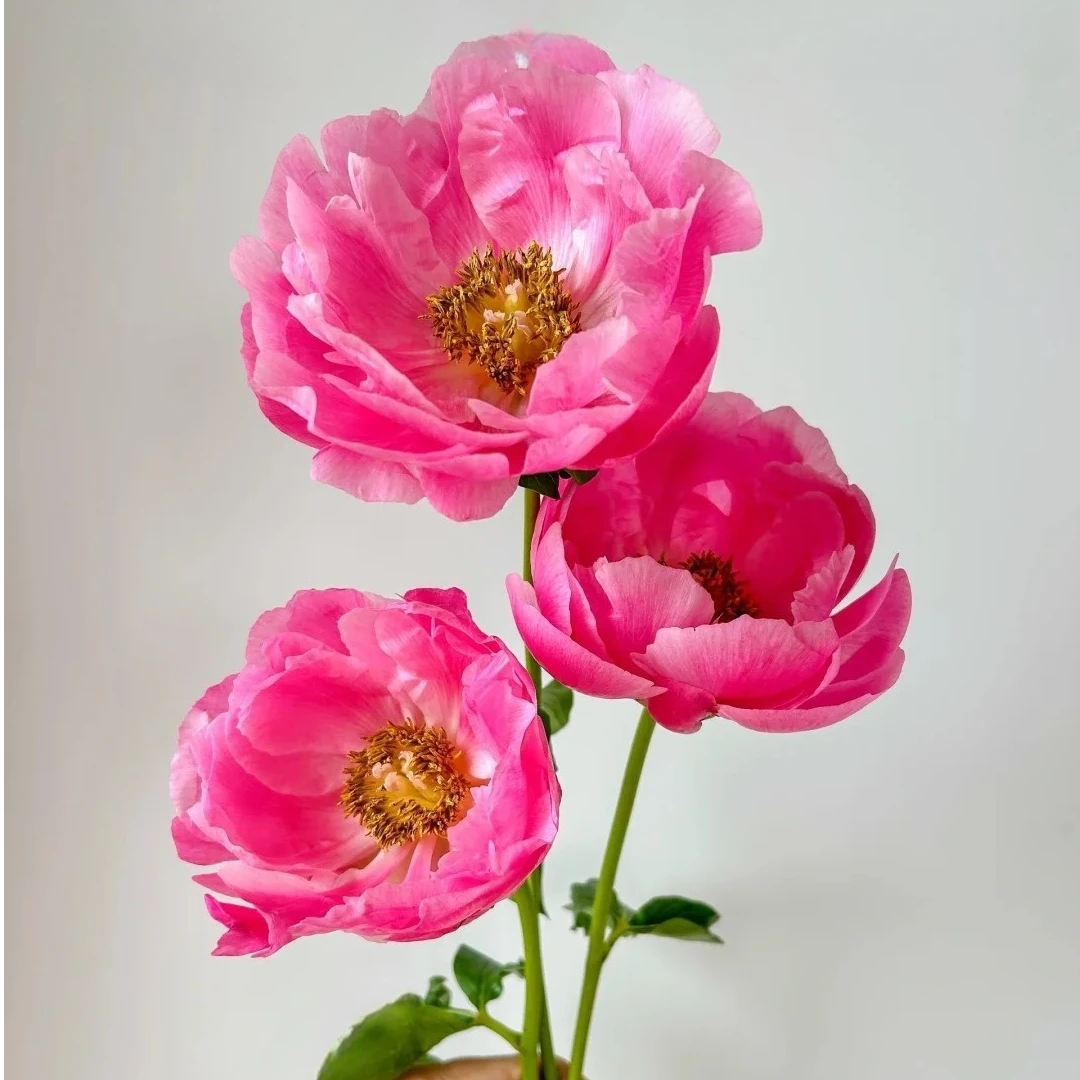 现货【粉巨人】重瓣芍药直播间芍药基地直发高品质鲜切花生活鲜花