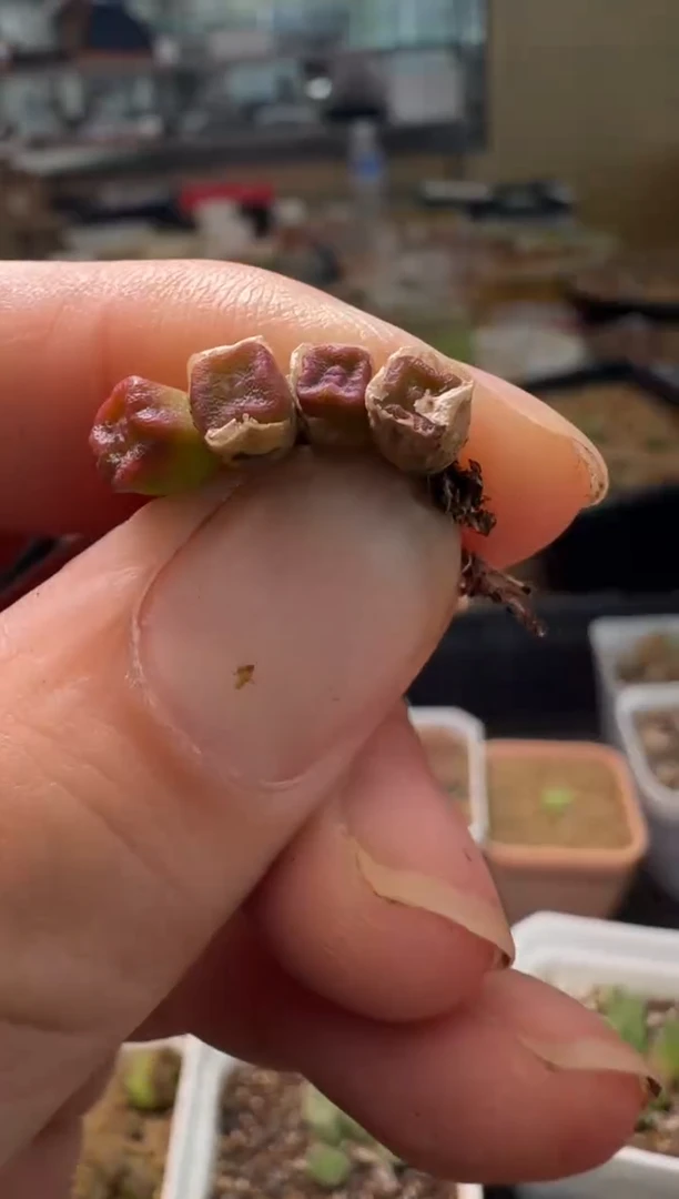 7-480多肉植物肉锥