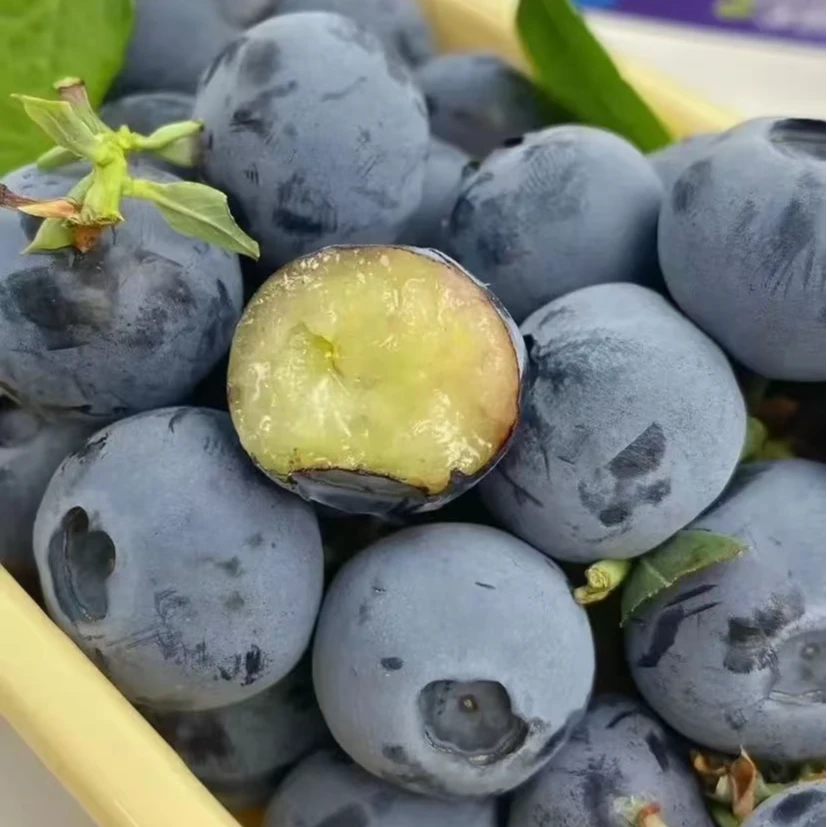 现摘现发丹东蓝莓脆甜顺丰包邮L-25蓝莓甜爽多汁