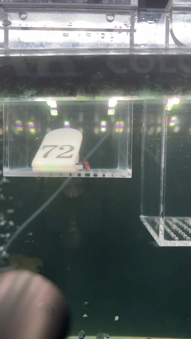 灯科鱼我****?【72】血红魔鬼